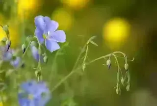 Blue Flax flower