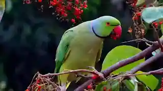 birds name in hindi and english
