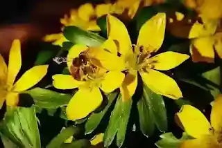 winter aconite flower