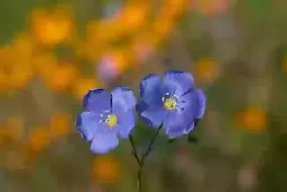 Blue geranium