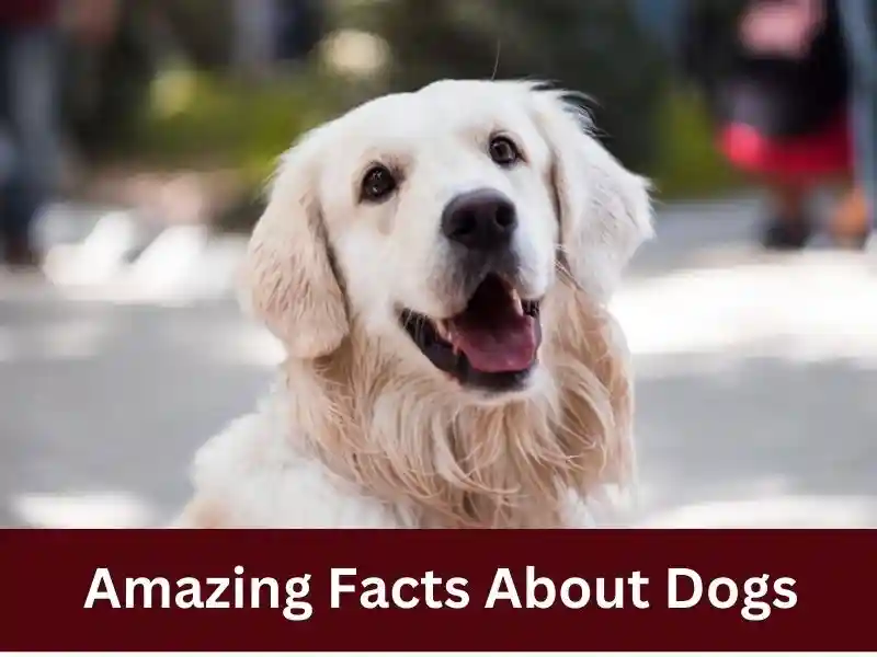 Amazing facts in hindi about dogs