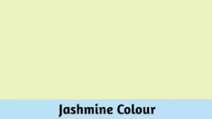Jasmine colour