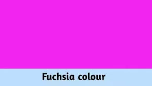 Fuchsia colour