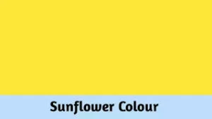 Sunflower Colour