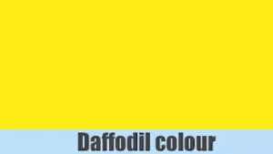 Daffodils Colour