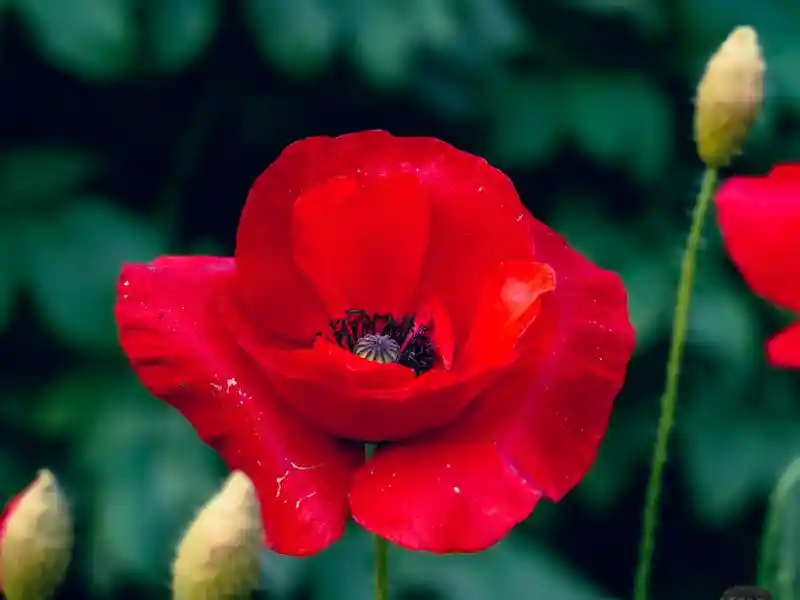 Poppy Anemone flower