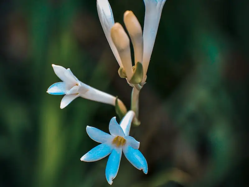 Tuberose flower