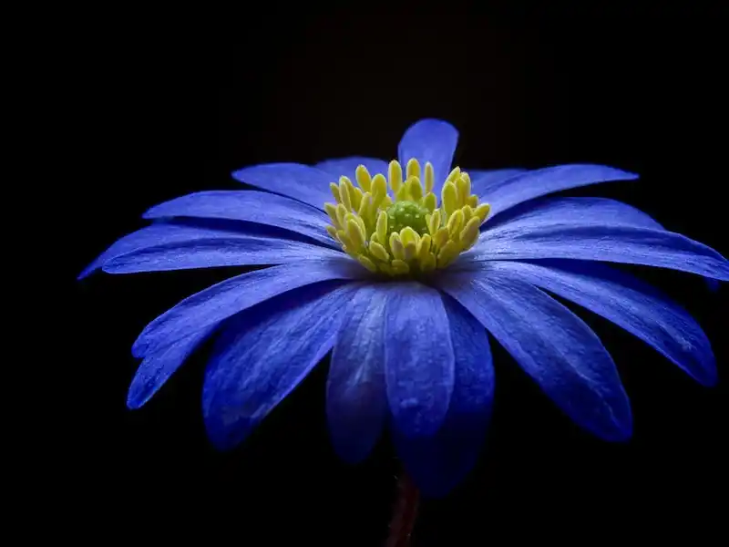 Blue flax flower